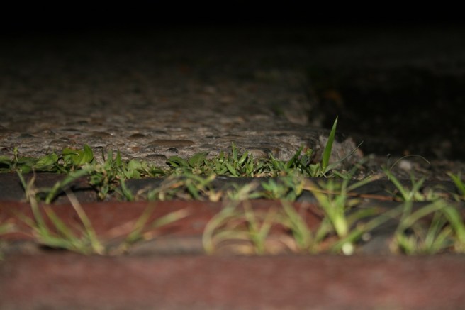 Grass in the bricks
